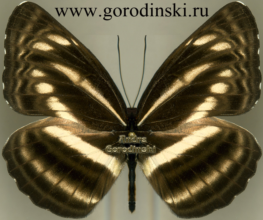 http://www.gorodinski.ru/nymphalidae/neptis cartica cartica.jpg